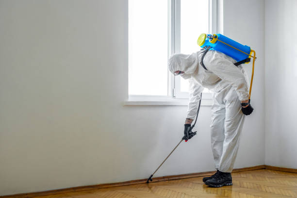 Best Wasp Removal Services  in Nth Bend, OR