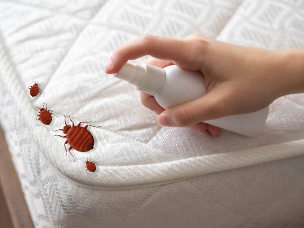 Flea Control Services in North Bend, OR